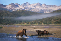 Alaskan peninsula by Danita Delimont