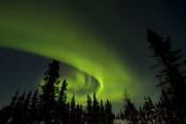 View of aurora borealis and silhouette of trees von Danita Delimont