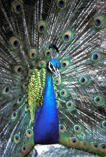 Beautiful peacock spreading colorful feathers von Danita Delimont