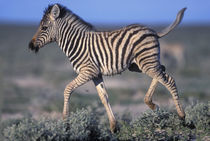 Young Plains Zebra (Equus burchelli) trots through desert at sunset von Danita Delimont