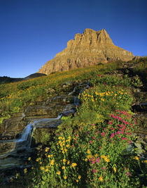 Alpine wildflowers & Mt Clements at Logan Pass in Glacier National Park Montana von Danita Delimont