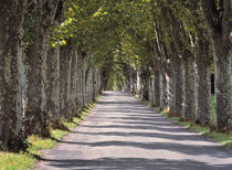 Trees line this road near Cereste in Provence in southern France von Danita Delimont