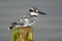 Pied Kingfisher at Lake Naivasha by Danita Delimont