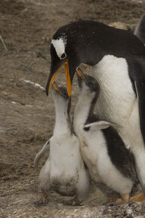 Falkland Islands von Danita Delimont