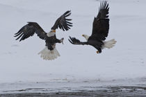Bald eagles fighting von Danita Delimont