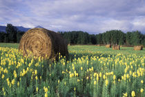 Yellow flowers and freshly rolled bales of hay in a meadow by Danita Delimont