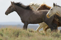 Wild horses running von Danita Delimont
