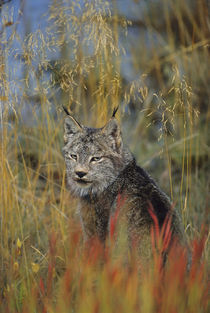 Canadian Lynx (Felis lynx) by Danita Delimont