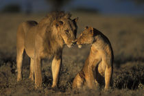 Mating pair of Lion and Lioness (Panthera leo) together in morning sun by Danita Delimont