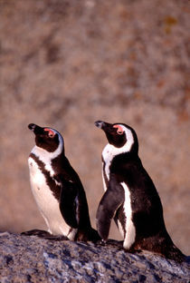 Jackass Penguins (Phalacrocorax capensis) on the rocks von Danita Delimont