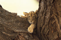 Lion cub in tree (Panthera leo) von Danita Delimont