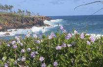 Northwest coastal wildflowers von Danita Delimont