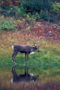 Caribou (Rangifer tarandus) by Danita Delimont