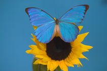 Morpho anaxibia from Brazil by Danita Delimont