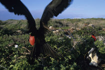 Magnificent Frigatebird (Fregata magnificens) in nesting area on North Seymour Island von Danita Delimont