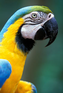 Blue & Yellow Macaw (Ara ararauna) von Danita Delimont