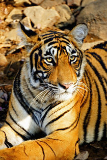 A Bengal Tiger relaxes along a path by Danita Delimont