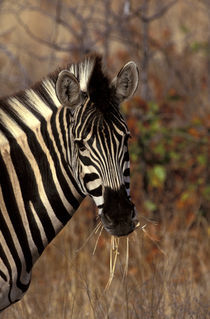 Kruger NP Zebra portrait von Danita Delimont