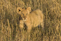 A lion cub laying in the bush in the Maasai Mara Kenya von Danita Delimont