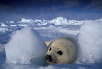 Harp seal (Phoca groenlandica) by Danita Delimont