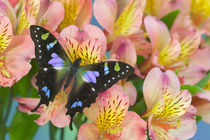 Graphium weiskei the Purple Spotted Swallowtail Butterfly by Danita Delimont