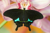 Washington Tropical Butterfly Photograph of Swallowtail Papilio paris the Peacock Swallowtail butterfly from China on Orchids by Danita Delimont