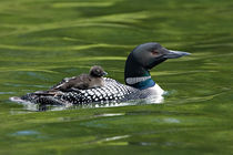 Common Loon (Gavia immer) swimming with chick on back von Danita Delimont