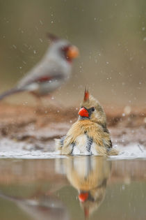 Northern Cardinal (Cardinalis cardinalis) female bathing von Danita Delimont