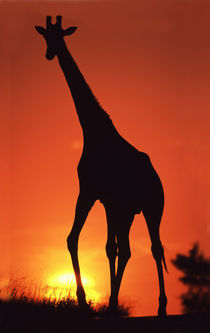 Giraffe (Giraffa camelopardalis) silhouetted at Sunset von Danita Delimont