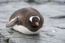 Gentoo penguin (wild: Pygoscelis papua) von Danita Delimont