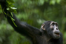 Portrait of adult Chimpanzee (Pan troglodytes) resting in rainforest clearing by Danita Delimont