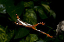 Native to Surinam von Danita Delimont