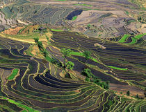 Rice Terraces near Leuy Villge by Danita Delimont