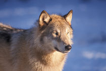 In the foothills of the Takshanuk mountains northern southeast Alaska von Danita Delimont