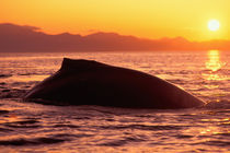Humpback whale at sunset by Danita Delimont