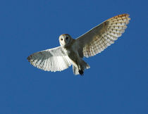 Barn Owl in Daytime Flight von Danita Delimont