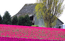 Tulip field and barn by Danita Delimont