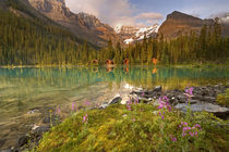 Lodges and forest reflect in Lake Ohara at sunset by Danita Delimont