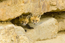 Curious red fox kits peer out from rock haven von Danita Delimont