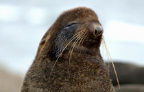 Northern fur seal von Danita Delimont