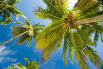 Palm trees on the tropical island of Aitutaki in the Cook Islands von Danita Delimont