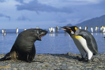 King Penguins (Aptenodytes patagonicus) & Antarctic Fur Seal (Arctocephalus gazella) by Danita Delimont