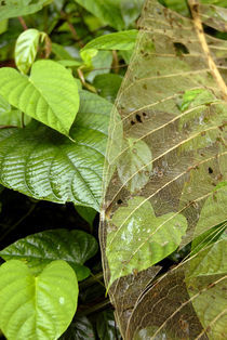 Plant views from Rain Forest canopy tram by Danita Delimont