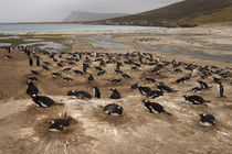 Hese penguins are resident and breed in the Falklands by Danita Delimont