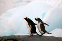 Antarctica Pennisula von Danita Delimont