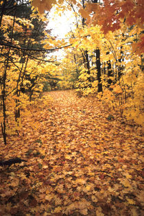 Tranquil Road with Fall Colors in New England by Danita Delimont