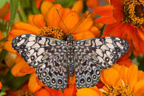Sammamish Washington Tropical Butterflies photograph of Hamadryas feronia the Grey Cracker Butterfly on Orange Zinnia by Danita Delimont