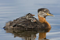 Red-necked Grebe (Podiceps grisegena) with two chicks on its back von Danita Delimont