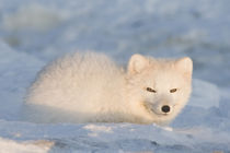 Rests in the snow along the arctic coast von Danita Delimont