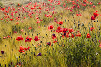 Poppies in Spring Wheat Field von Danita Delimont